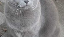 Порода кошек Шартрез