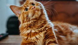 Риси характеру та поради догляду породи котів Мейн-Кун