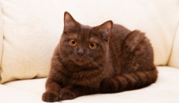 Порода Йоркская шоколадная кошка