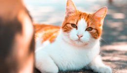 Як лікувати цистит у кішки