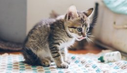 Догляд за кошеням породи Мейн-Кун