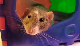 Декоративные крысы - условия содержания и уход