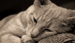 Мочекаменная болезнь у котов