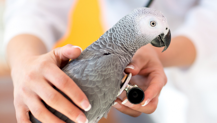 Поширені захворювання у домашніх птахів(папуг)