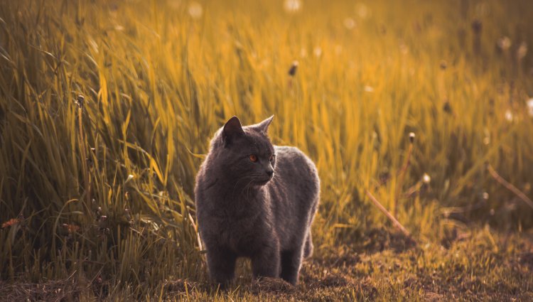 25 интересных фактов о кошках