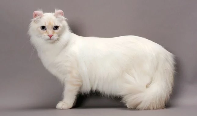American-Curl.jfif.webp