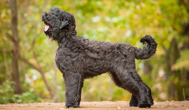 Порода собак Російський чорний тер'єр