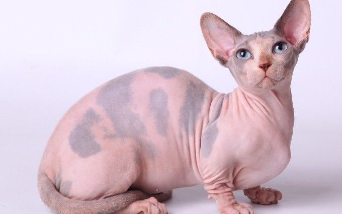 Бамбіно порода кішок