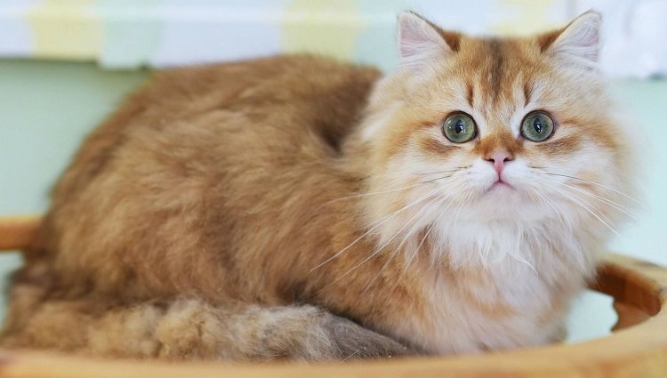 Британская длинношерстная кошка: история и описание, правильное питание и  уход за породой