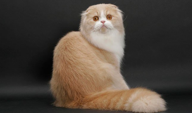 Кошка Хайленд-фолд. Шотландская вислоухая длинношерстная кошка