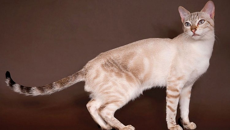 Інформація про породу котів Сококе