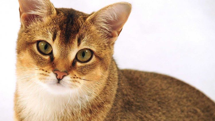 Коты Чаузи: описание, характеристика, особенности ухода и питания