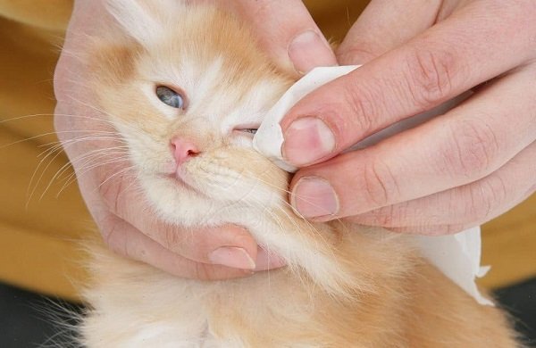 Почему у кота слезятся глаза? Что делать если у кота красные глаза и  слезятся.