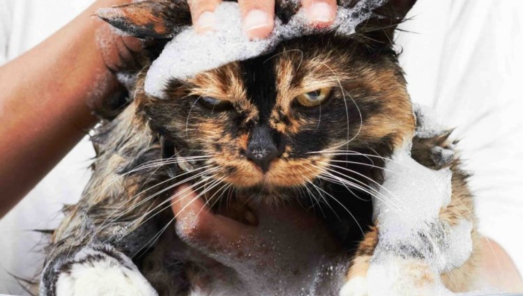 Як купати кішку (і не травмуватись при цьому)