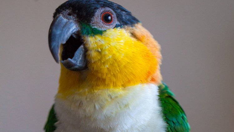 Как научить разговаривать своего попугая