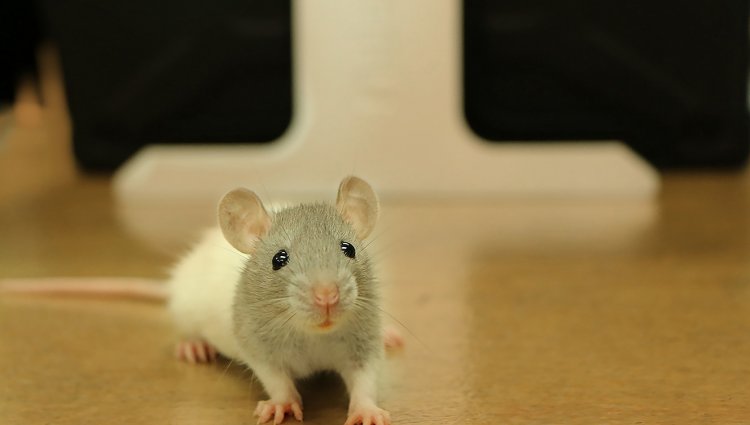 Крыса Рекс: особенности породы, уход и содержание