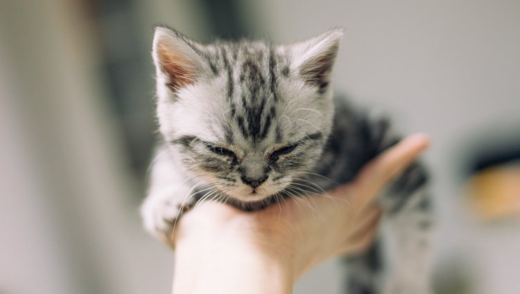 Рацион для котят Шотландской и Британской породы, советы ветеринара |  Vetonline.pro