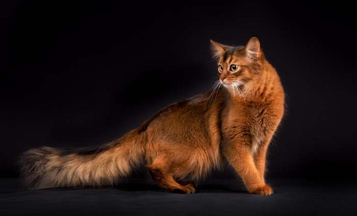 сомалійська кішка