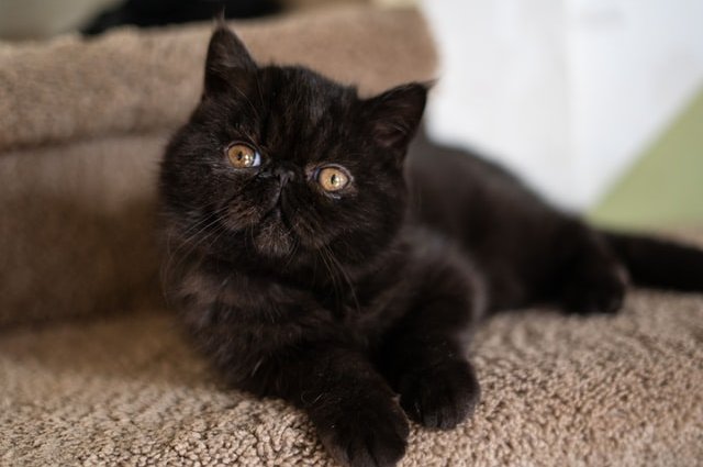 Персидская кошка, характеристика породы