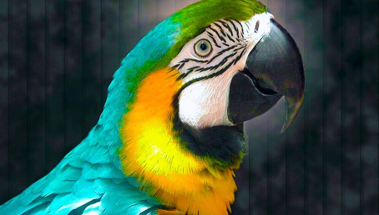 Екзотичні породи папуг: правила утримання, догляду та харчування