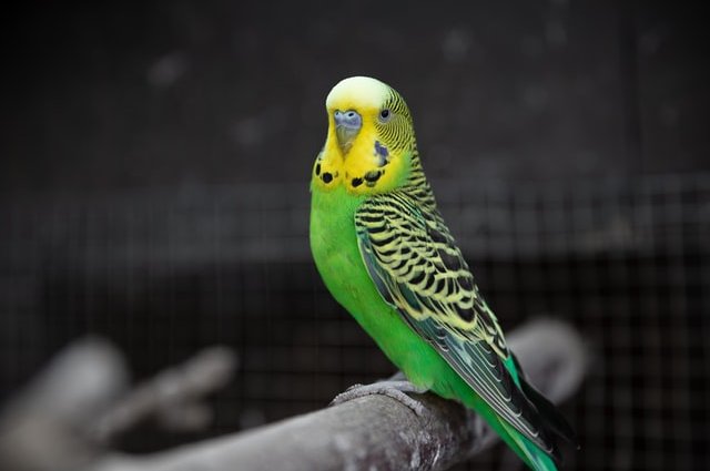 Рекомендації по догляду за хвилястим папугою: всі детальні речі, які ви повинні знати про хвилястих папуг