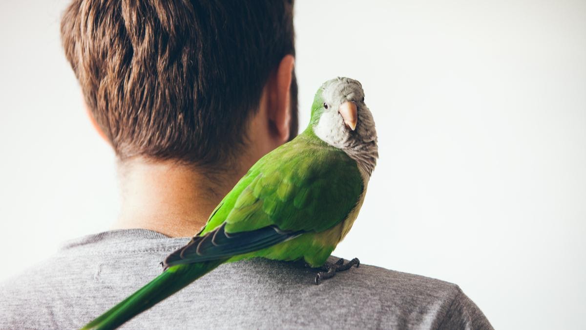 10 Tips To Teach Your Pet Parrot To Talk