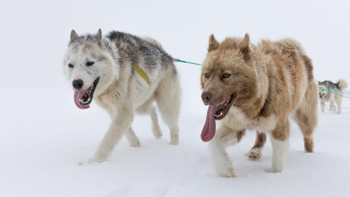 Гренландские собаки в упряжке