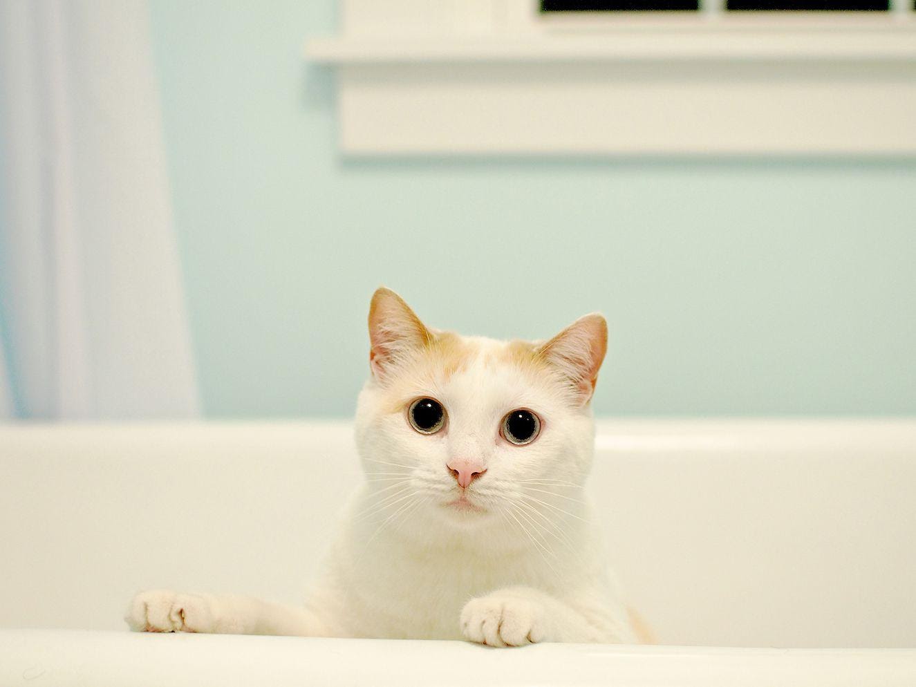 Белая кошка в ванной