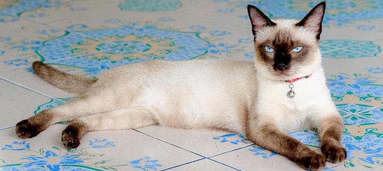 Сиамская кошка описание породы, ухода, питания и смежных болезней