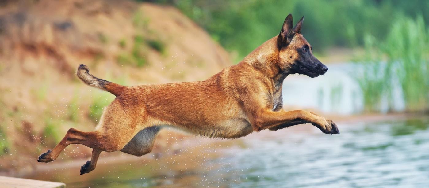 Собака бельгийская овчарка малинуа прыгает в воду