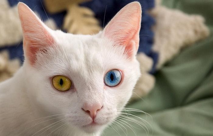 Кошка као мани с разными глазами