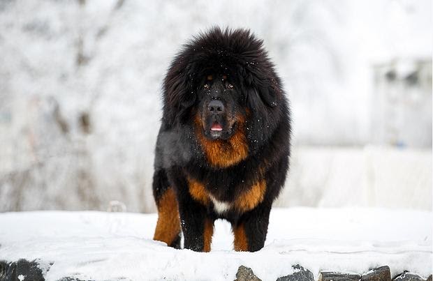Собака тибетский мастиф на снегу