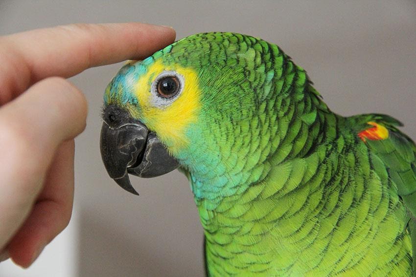 Teaching a Parrot to Talk | Training a Parrot | Parrots | Guide | Omlet UK