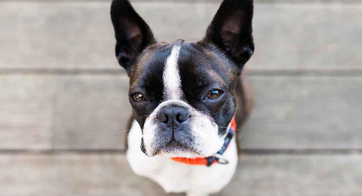 Boston Terrier Temperament: What Will Your Dog's Personality Be Like?