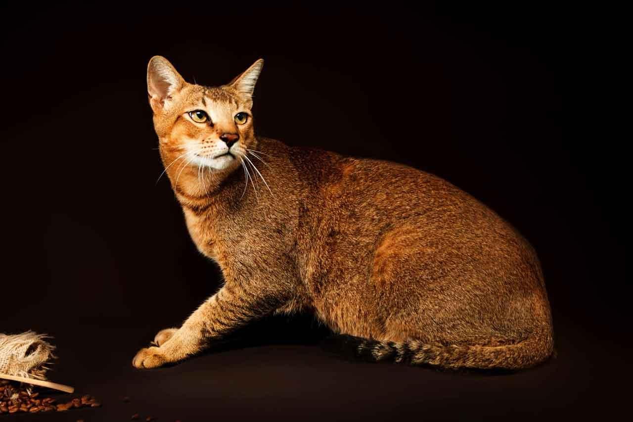 Порода котов Чаузи: уход, питание и болезни