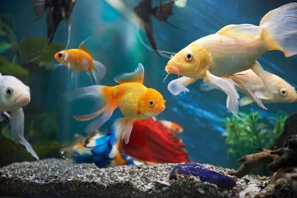 Риби в акваріумі