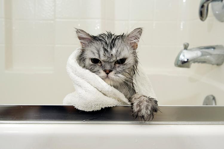 Сердитий мокрий кіт