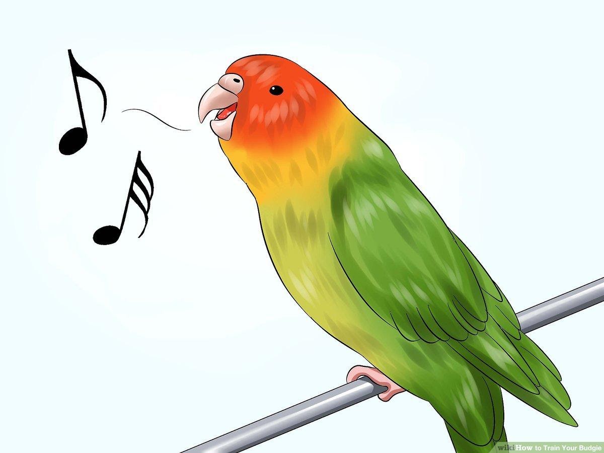 How to Train Your Budgie: 12 Steps (with Pictures) - wikiHow