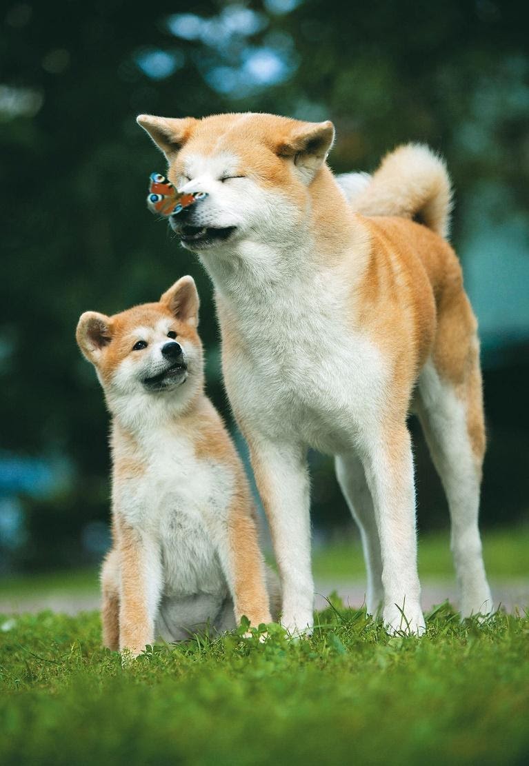 Собака Акіта Іну і цуценя