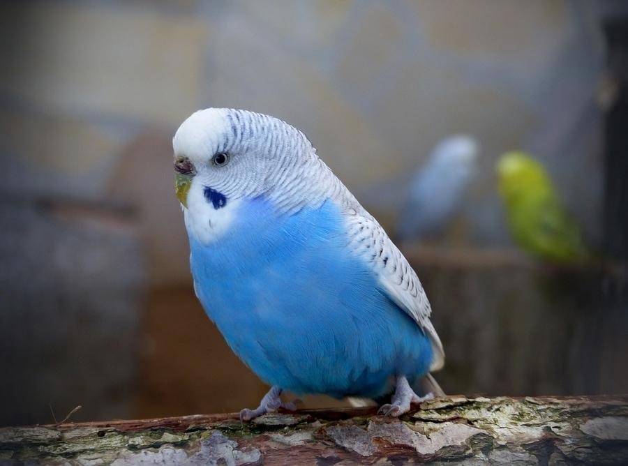 Голубой волнистый попугайчик