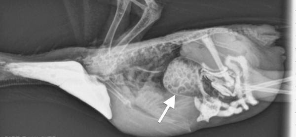 Рентген желудка попугая