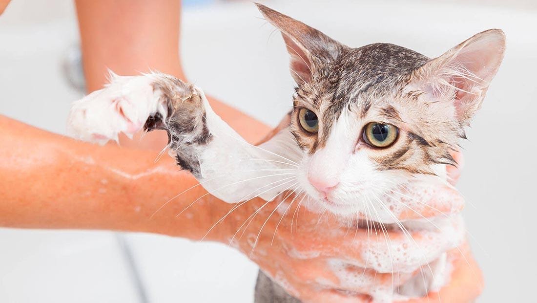 Кішка і шампунь