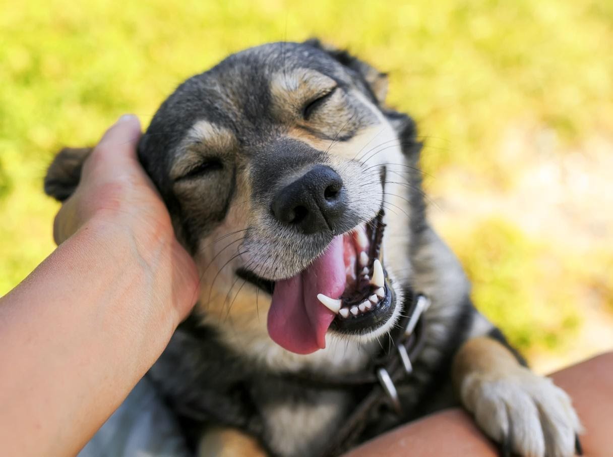 Радость собаки