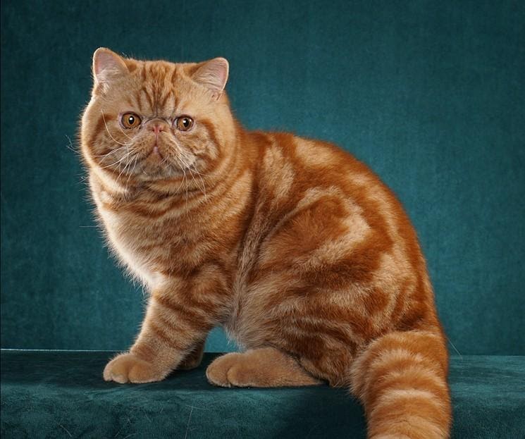 Рыжий короткошерстый кот