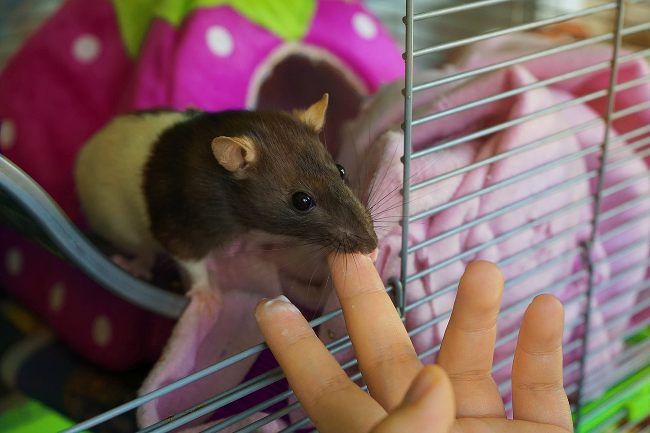 Крыса домашняя: виды, уход, питание, болезни