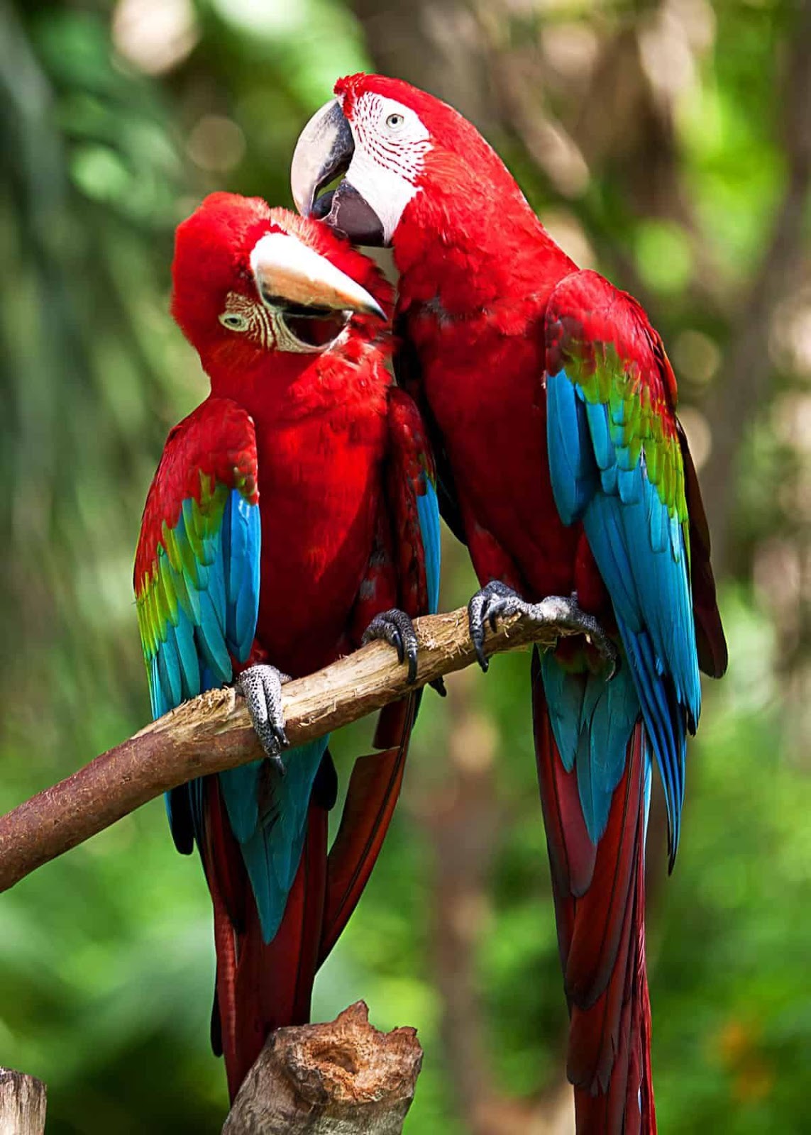 Пара попугаев ара