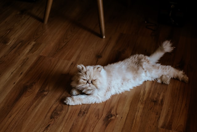 Персидская кошка отдыхает