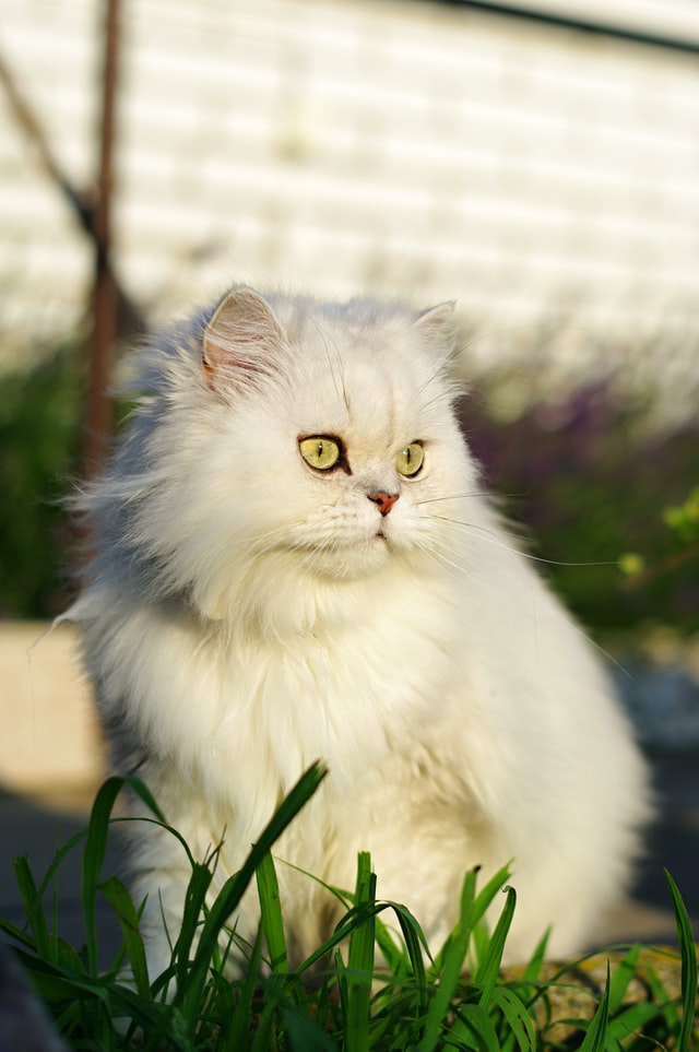 Біла персидська кішка 